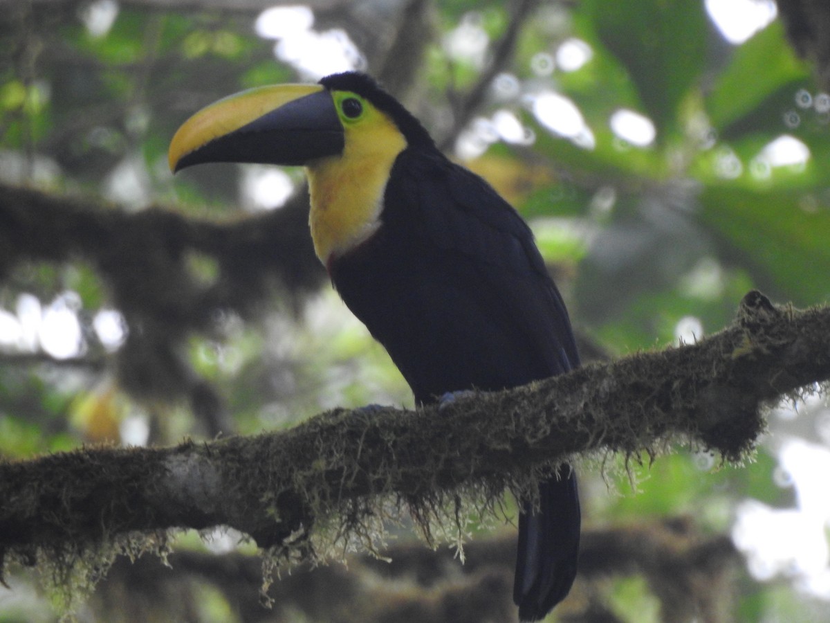 Choco Toucan - ML637165659