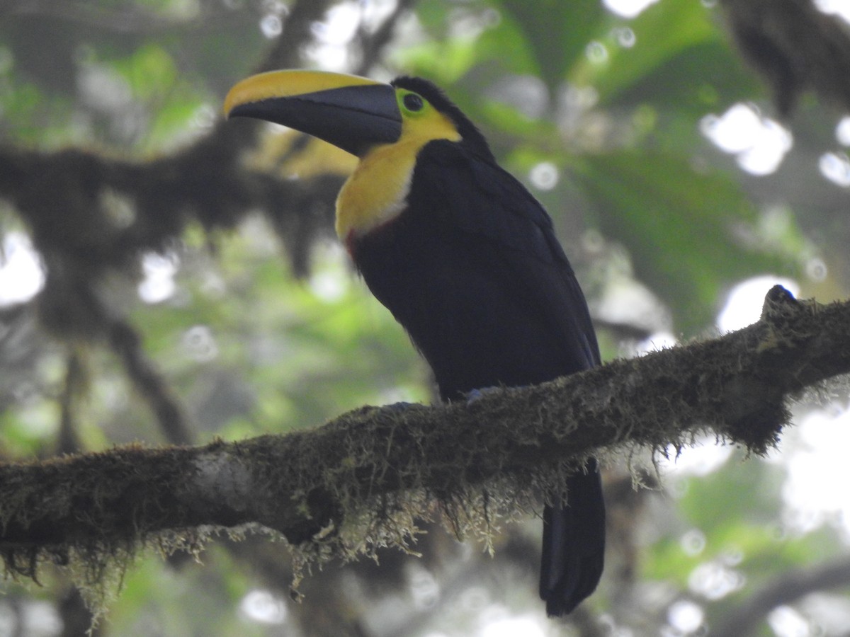 Choco Toucan - ML637165662