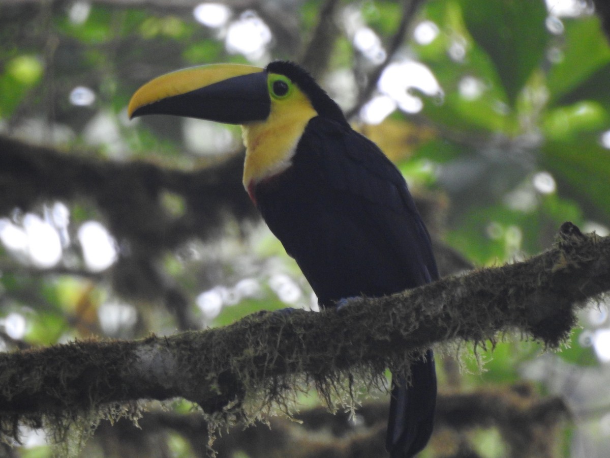 Choco Toucan - ML637165669