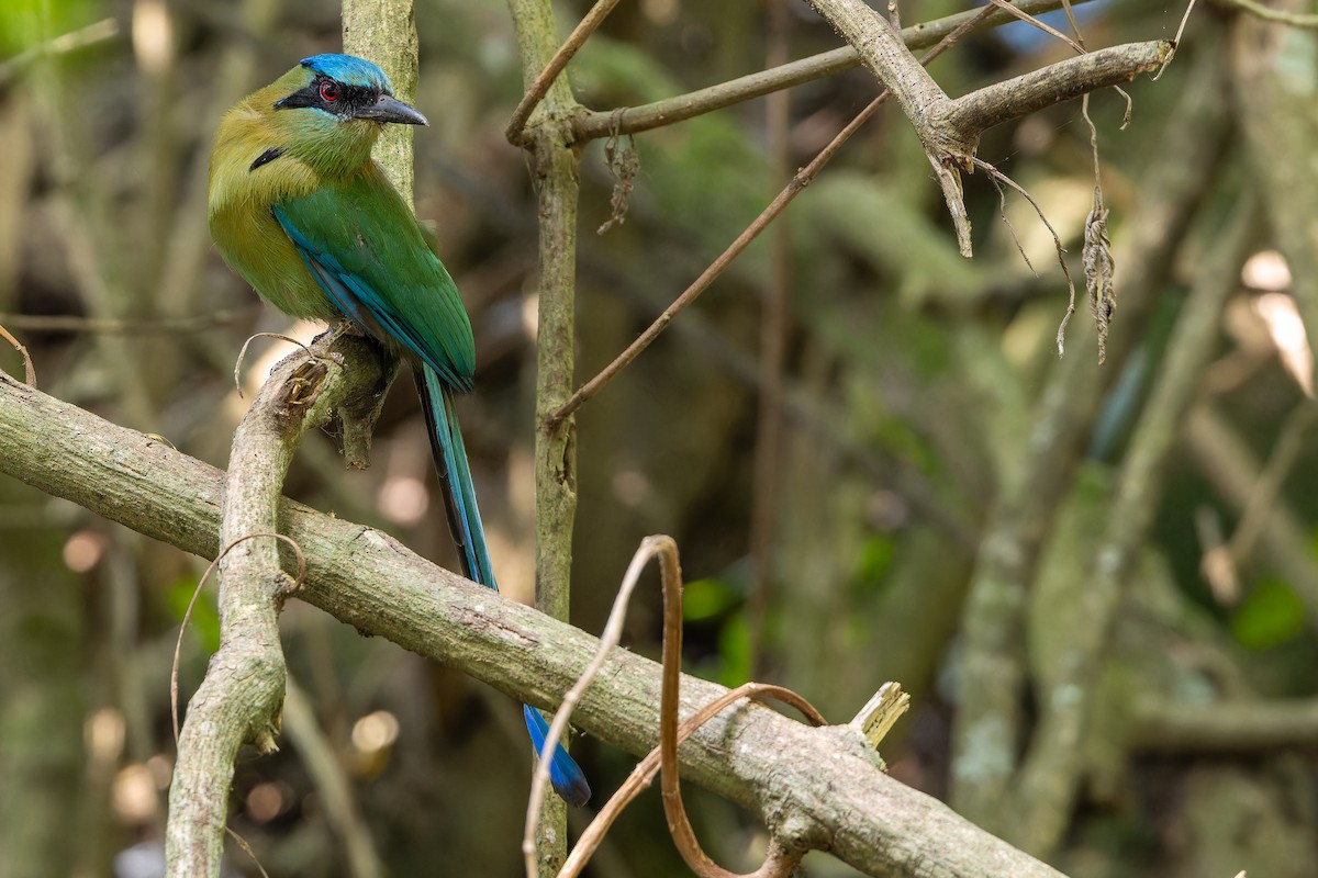 Blauscheitelmotmot - ML637165689