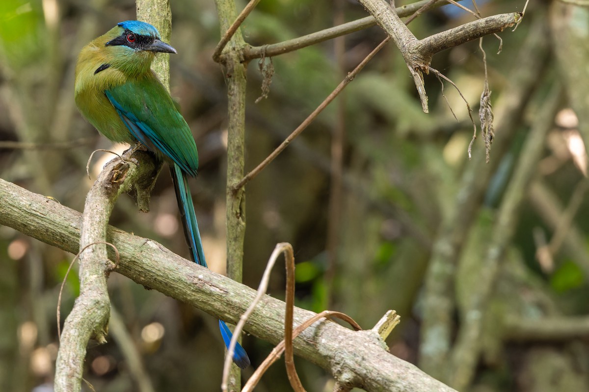 Blauscheitelmotmot - ML637165691
