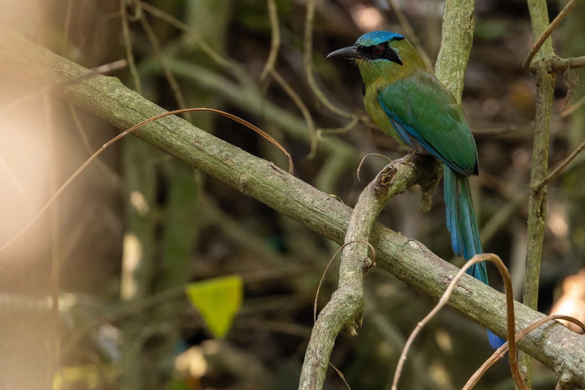 Blauscheitelmotmot - ML637165693