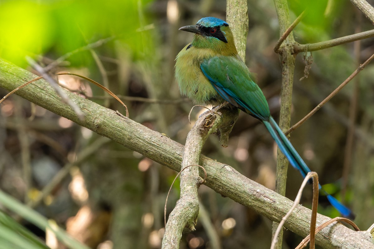 Blauscheitelmotmot - ML637165698