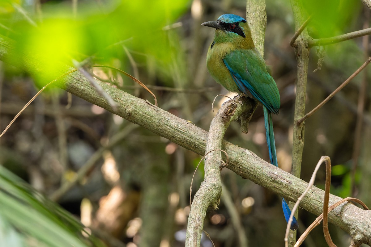Blauscheitelmotmot - ML637165700