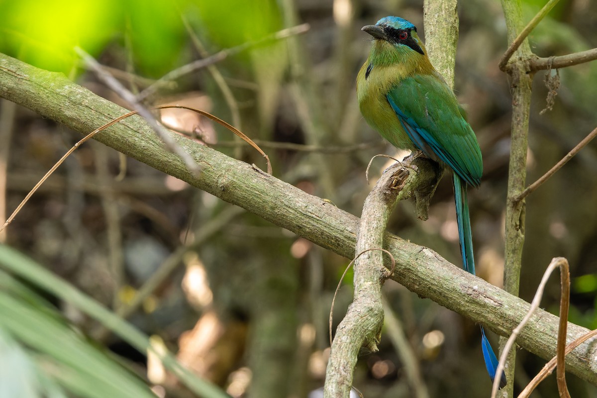 Blauscheitelmotmot - ML637165701