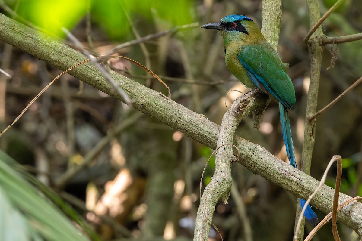 Blauscheitelmotmot - ML637165702