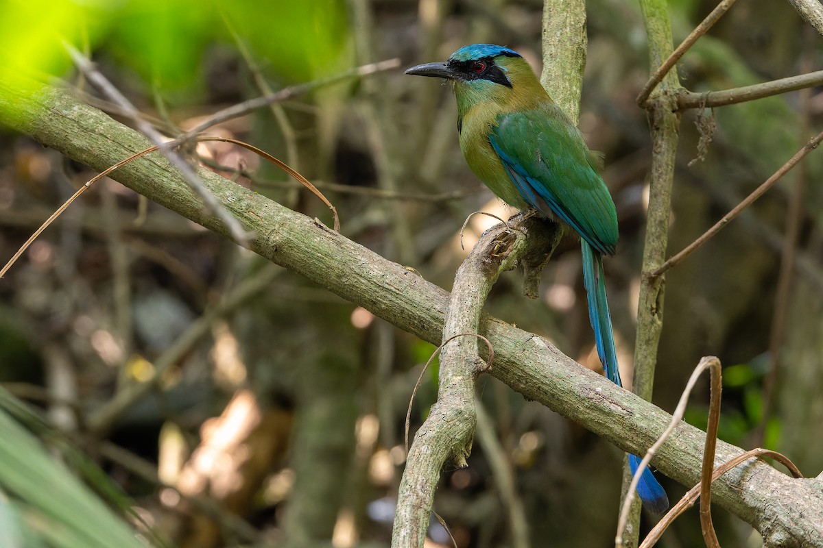 Blauscheitelmotmot - ML637165703