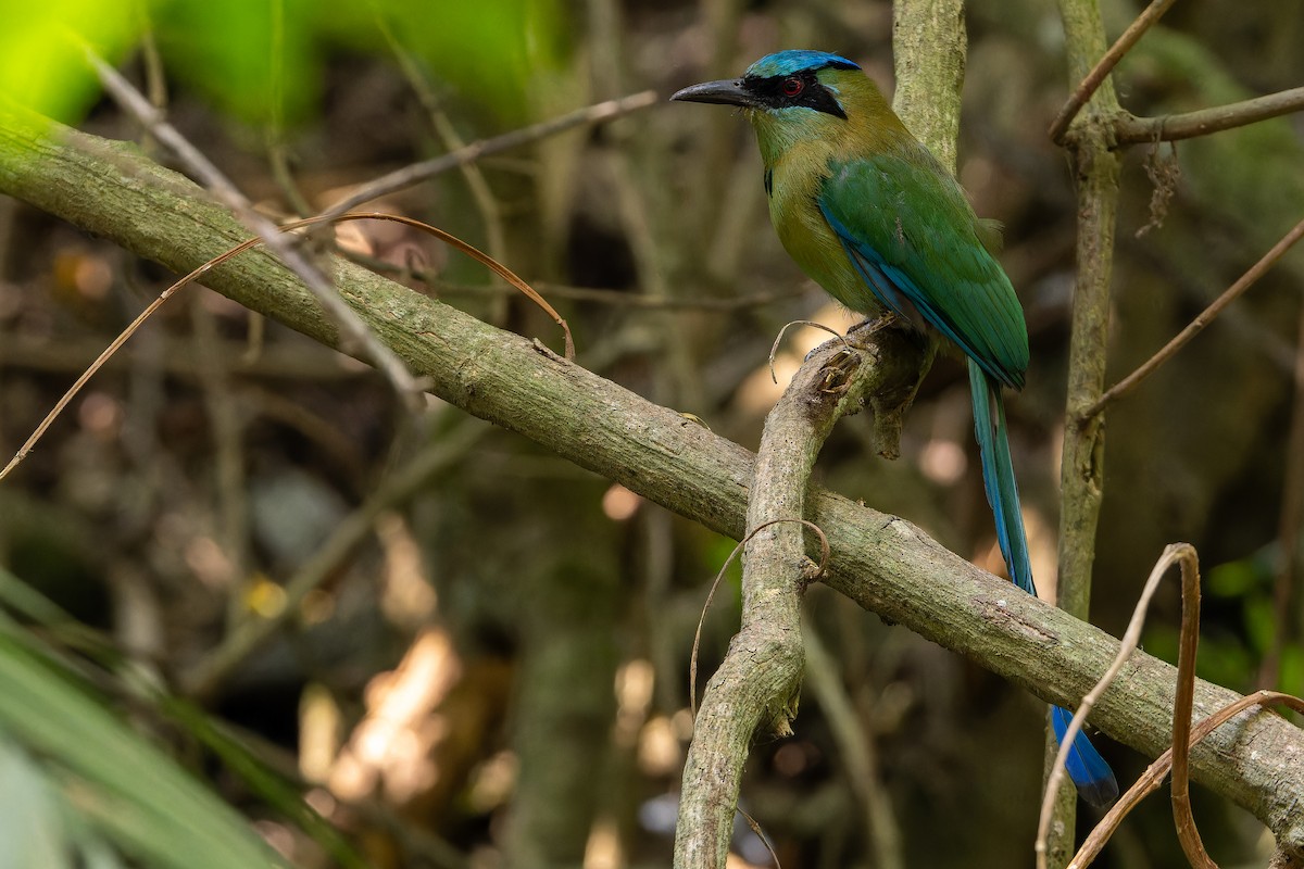 Blauscheitelmotmot - ML637165704