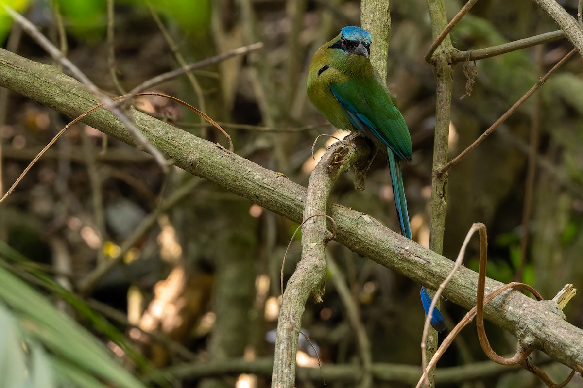 Blauscheitelmotmot - ML637165705