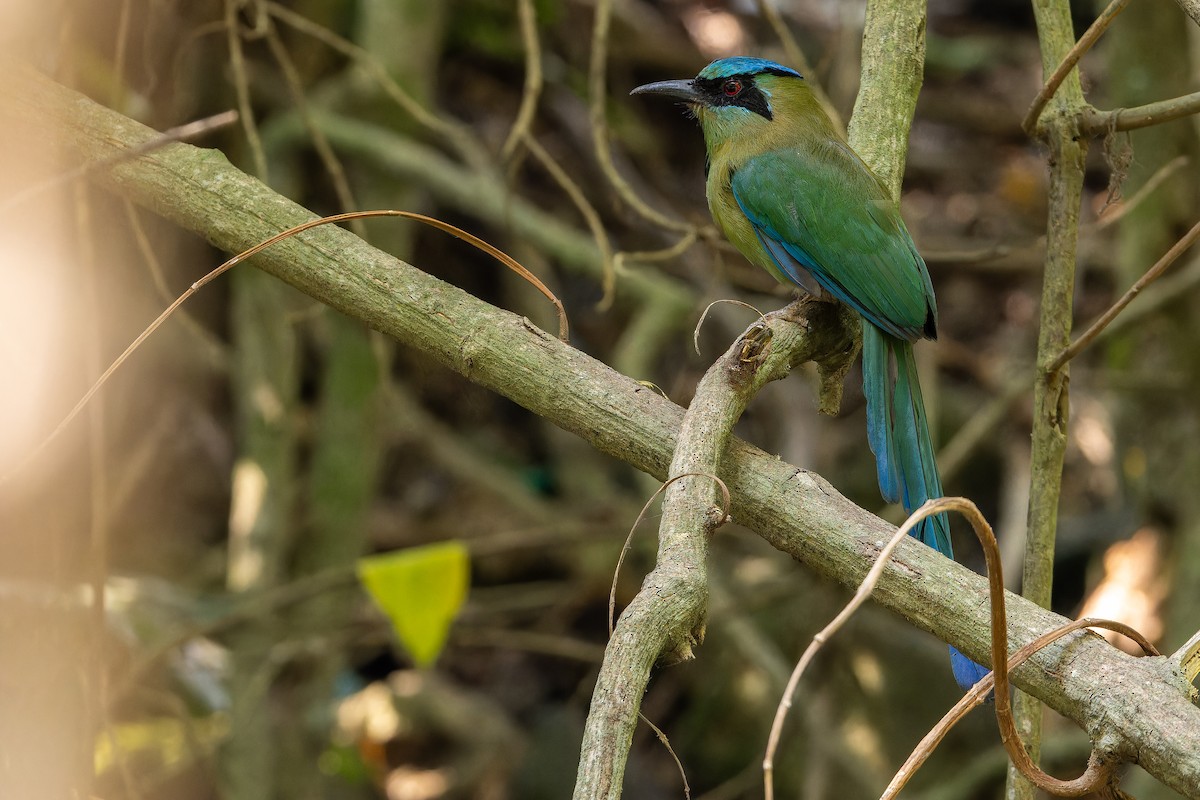 Blauscheitelmotmot - ML637165706