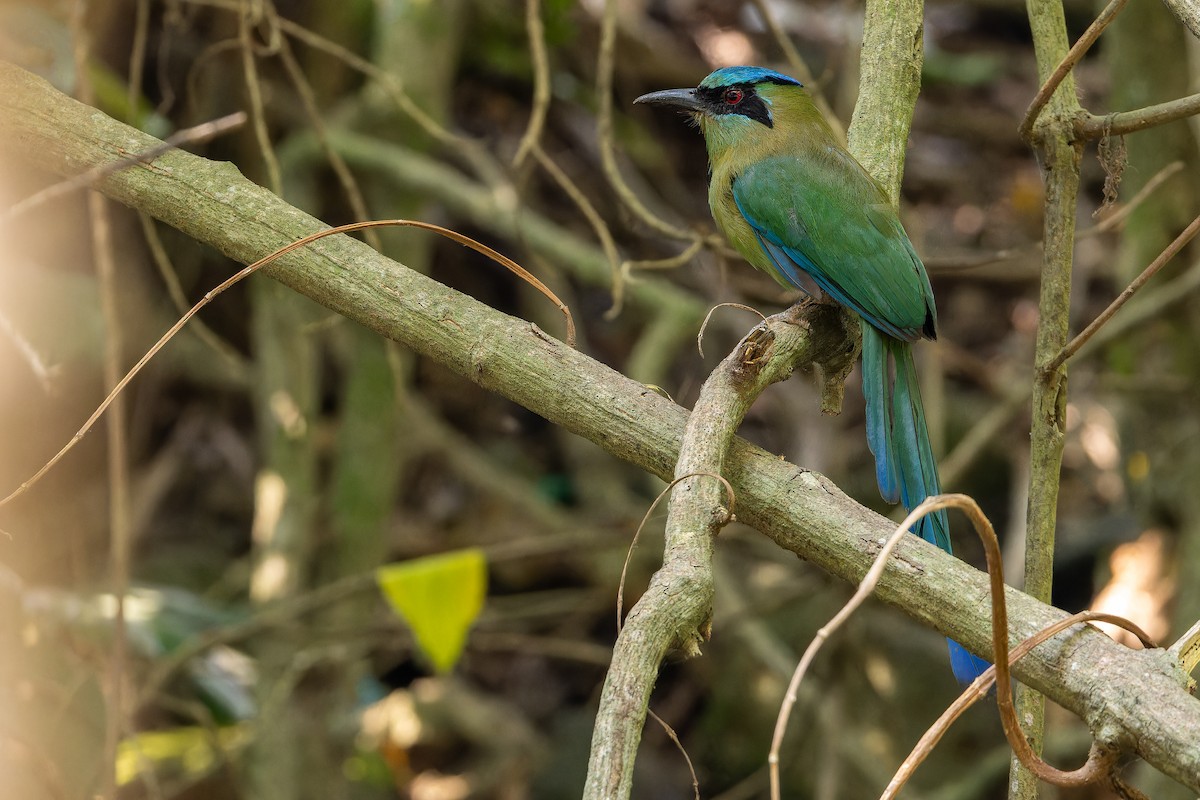 Blauscheitelmotmot - ML637165707