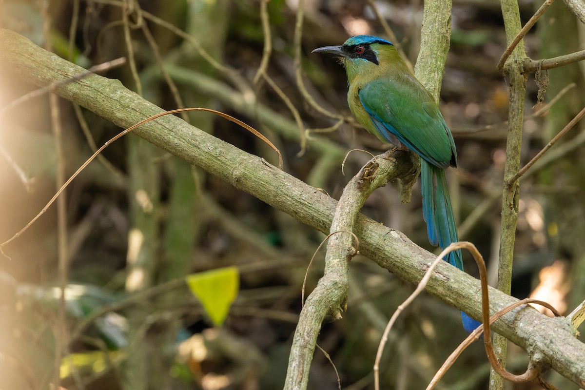 Blauscheitelmotmot - ML637165708