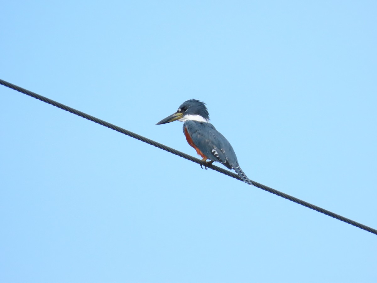 Ringed Kingfisher - ML637165724