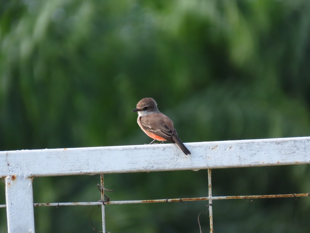 Vermilion Flycatcher - ML637165780