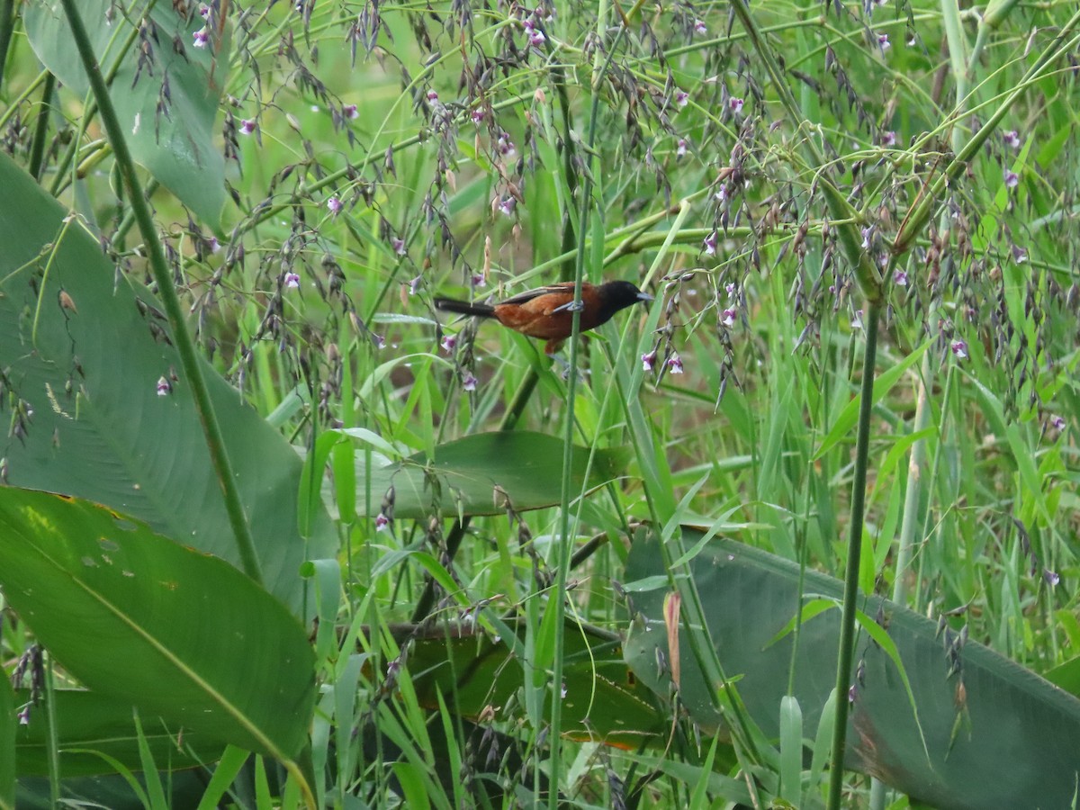 Orchard Oriole - ML637165850