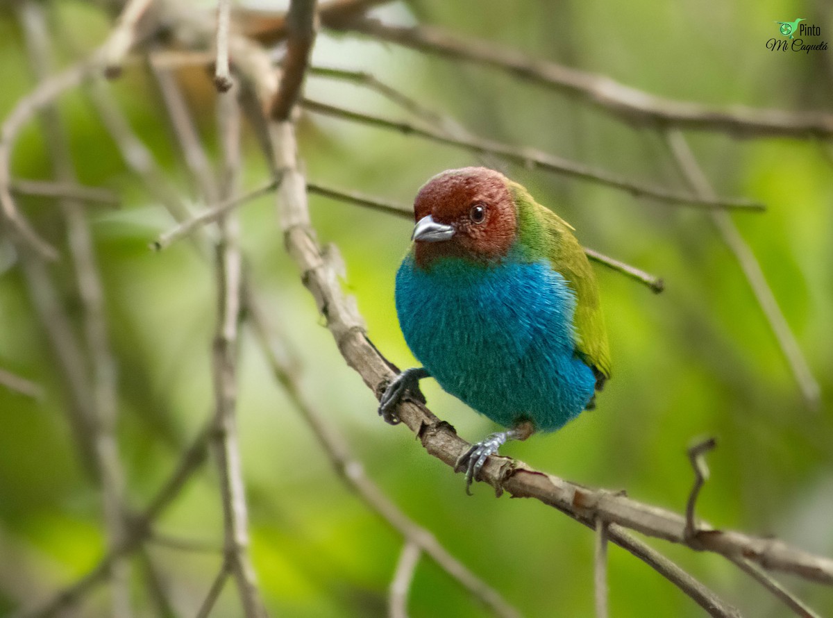Bay-headed Tanager - ML637165864