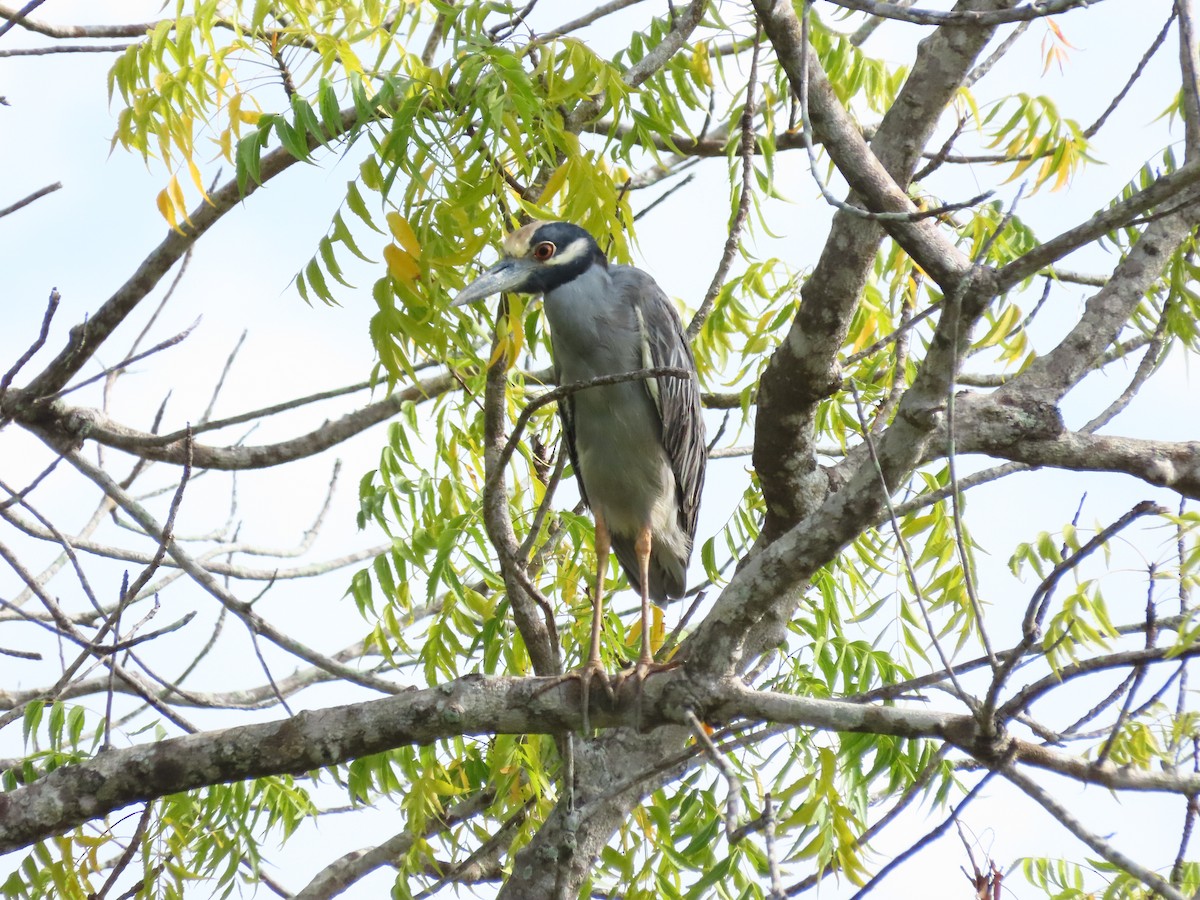 Yellow-crowned Night Heron - ML637165881