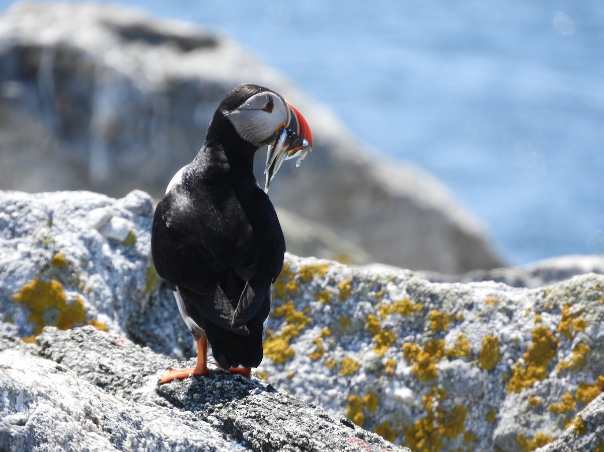 Atlantic Puffin - ML637165944