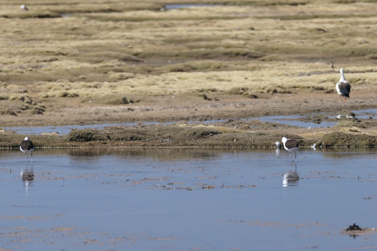Andean Avocet - ML637165954