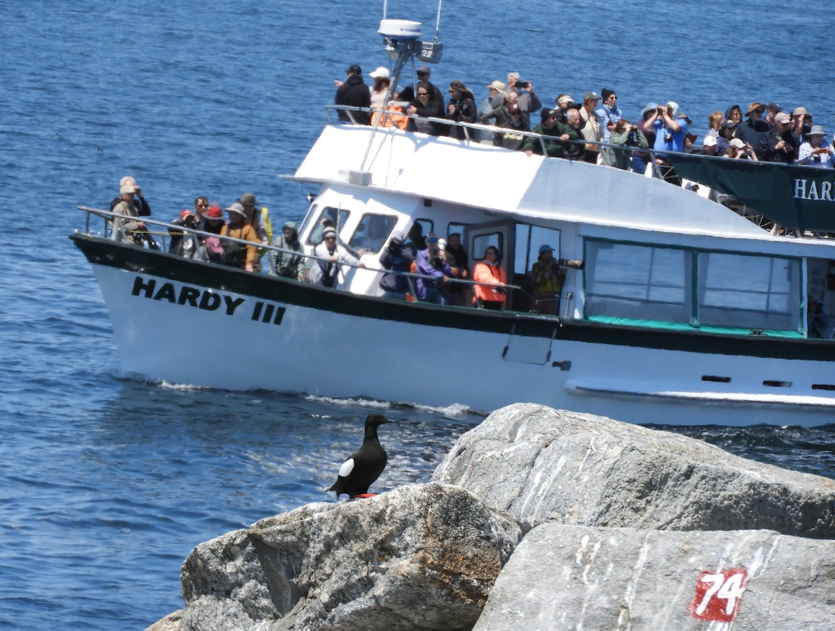 Black Guillemot - ML637165958