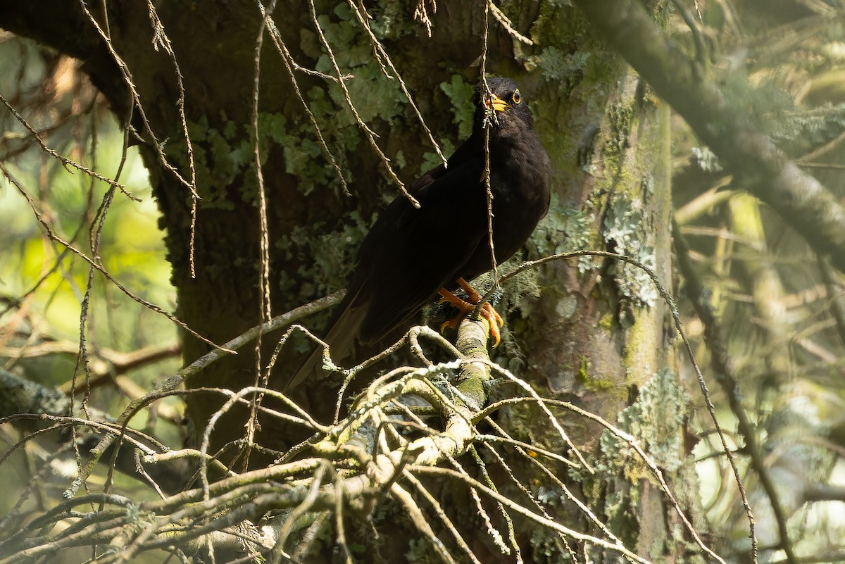 Black Thrush - ML637165960