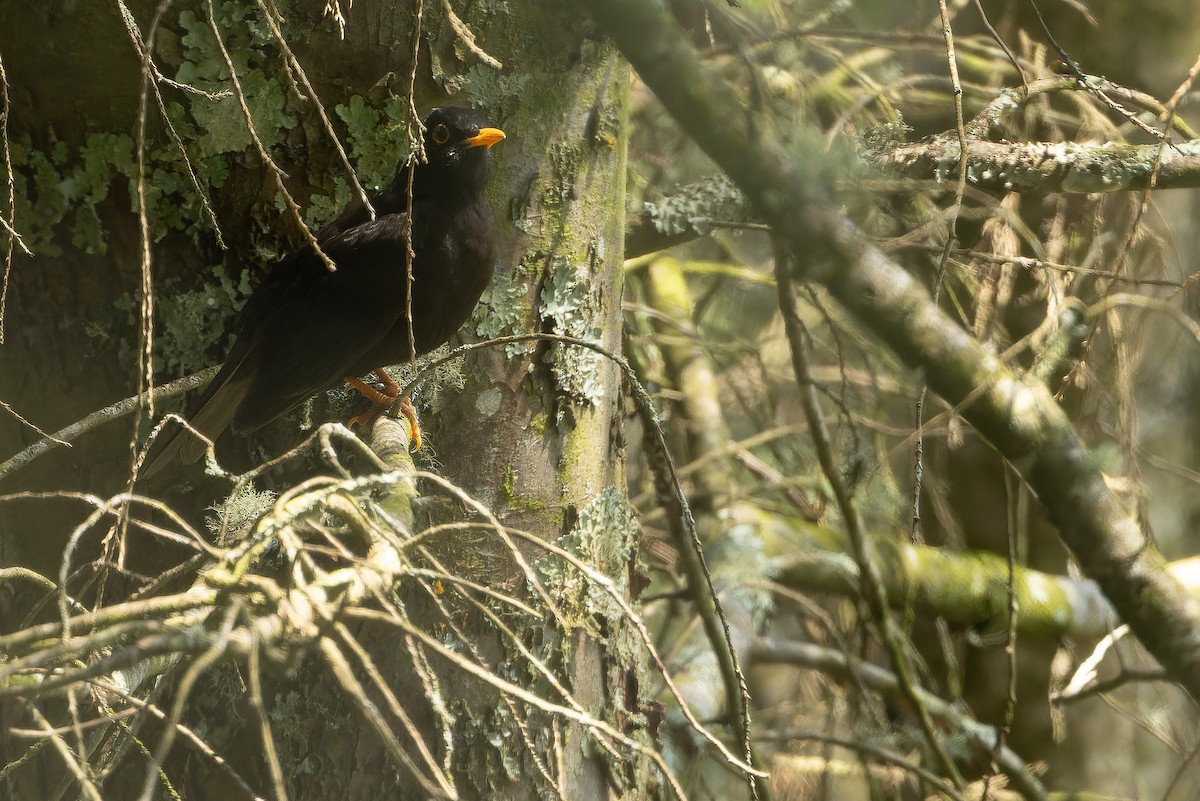 Black Thrush - ML637165961