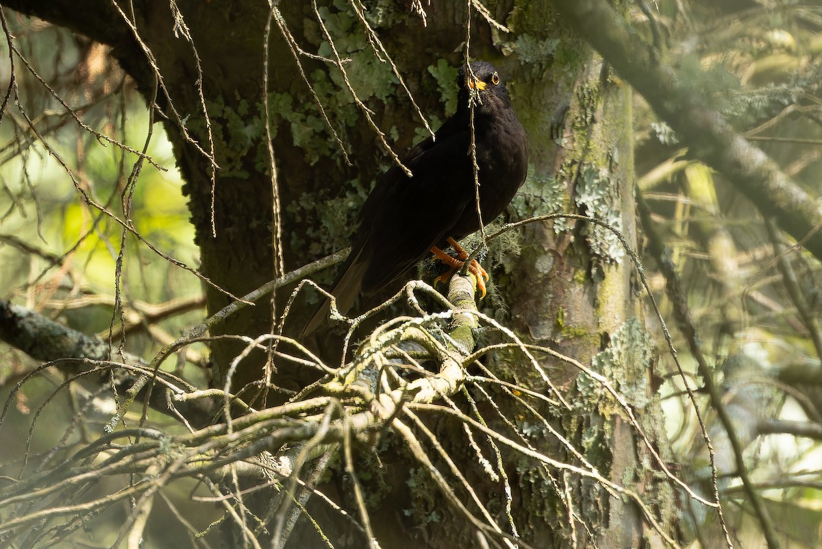 Black Thrush - ML637165962