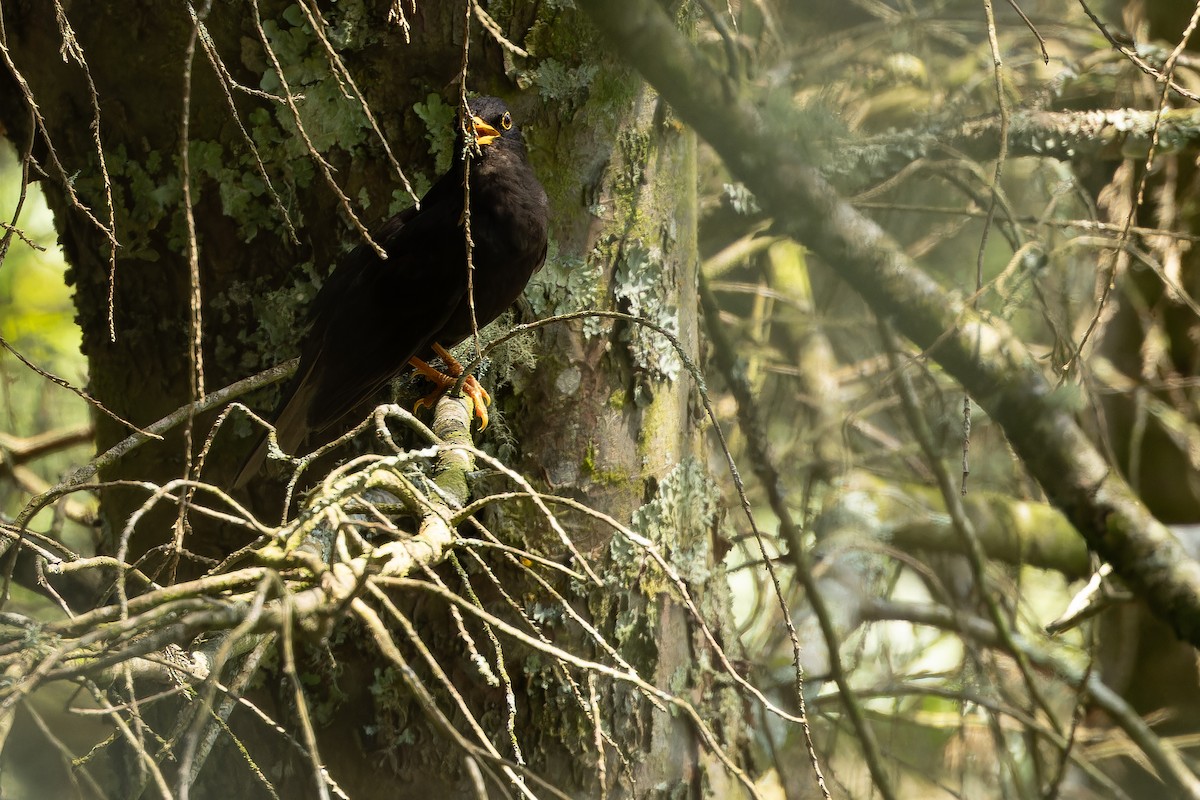Black Thrush - ML637165963