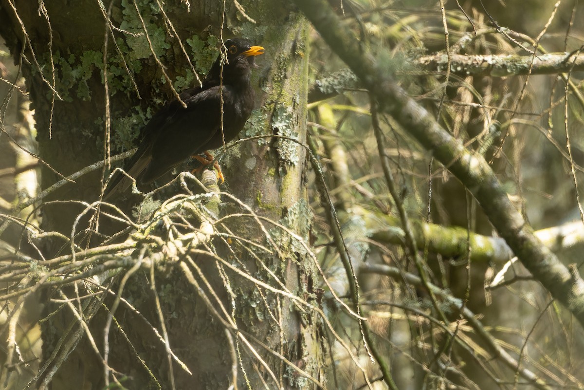 Black Thrush - ML637165964