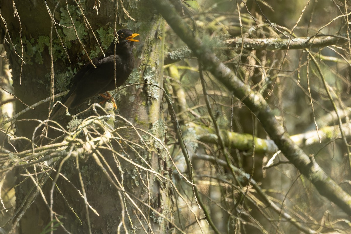 Black Thrush - ML637165965