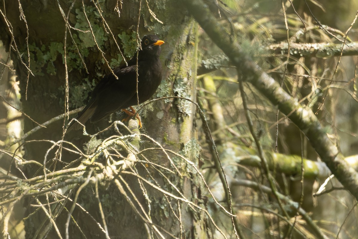 Black Thrush - ML637165967