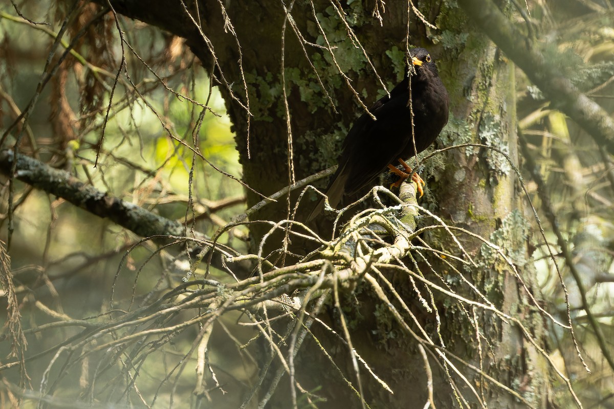 Black Thrush - ML637165968