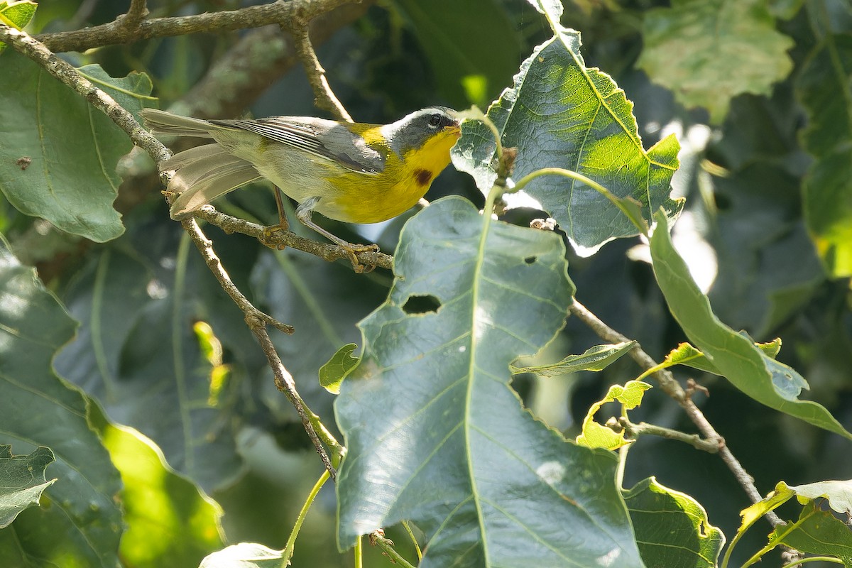 Crescent-chested Warbler - ML637165980