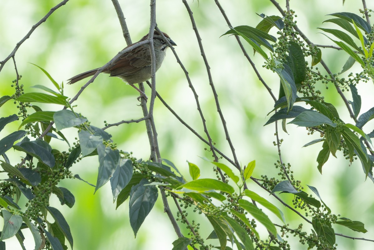 Rusty Sparrow - ML637166006