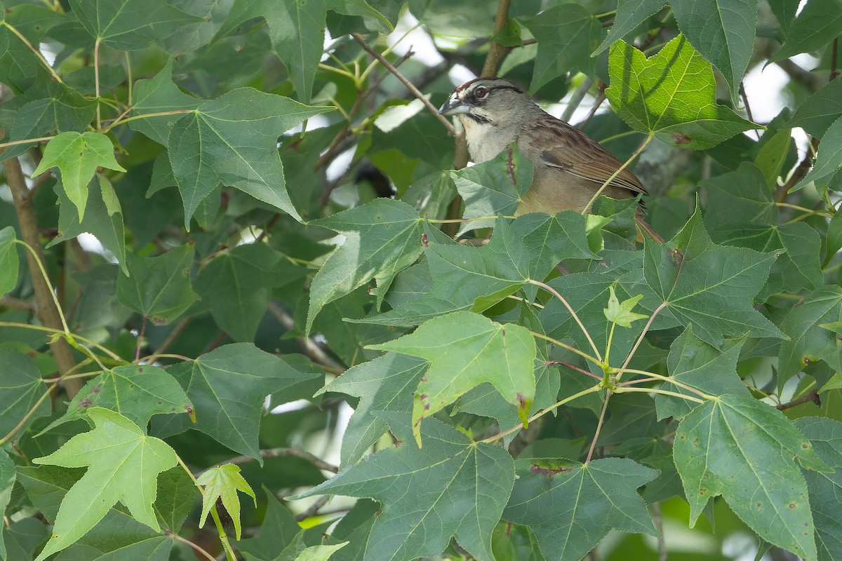 Rusty Sparrow - ML637166008