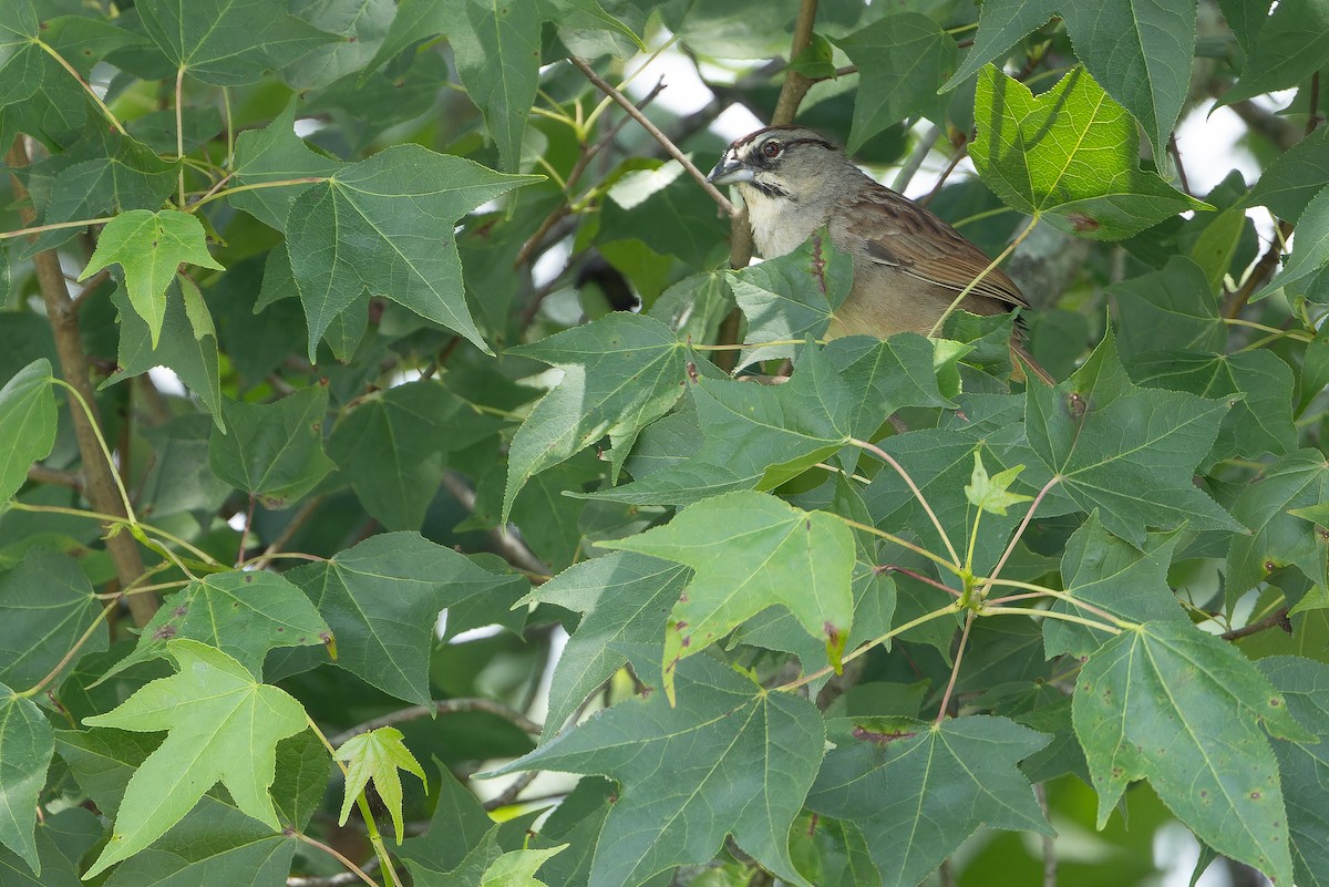 Rusty Sparrow - ML637166009