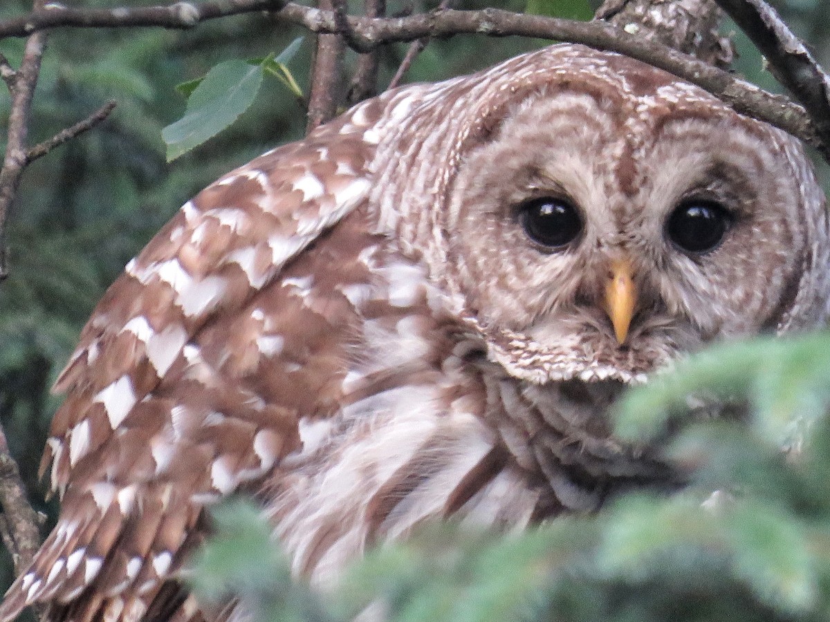 Barred Owl - Lisa Cancade Hackett