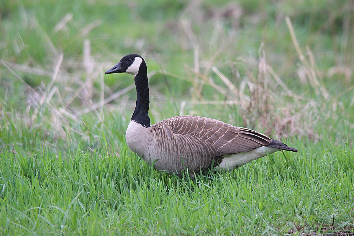 Kanadagans - ML637166021