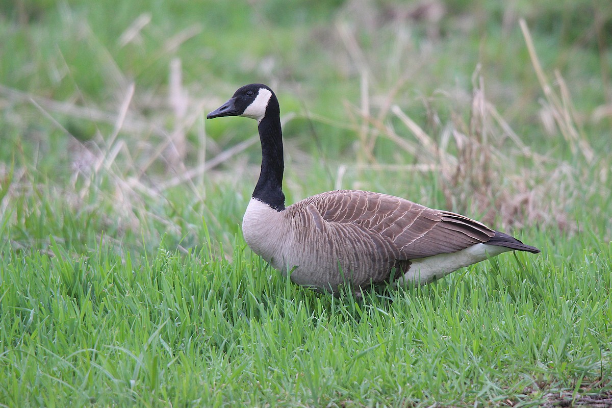 Kanadagans - ML637166022