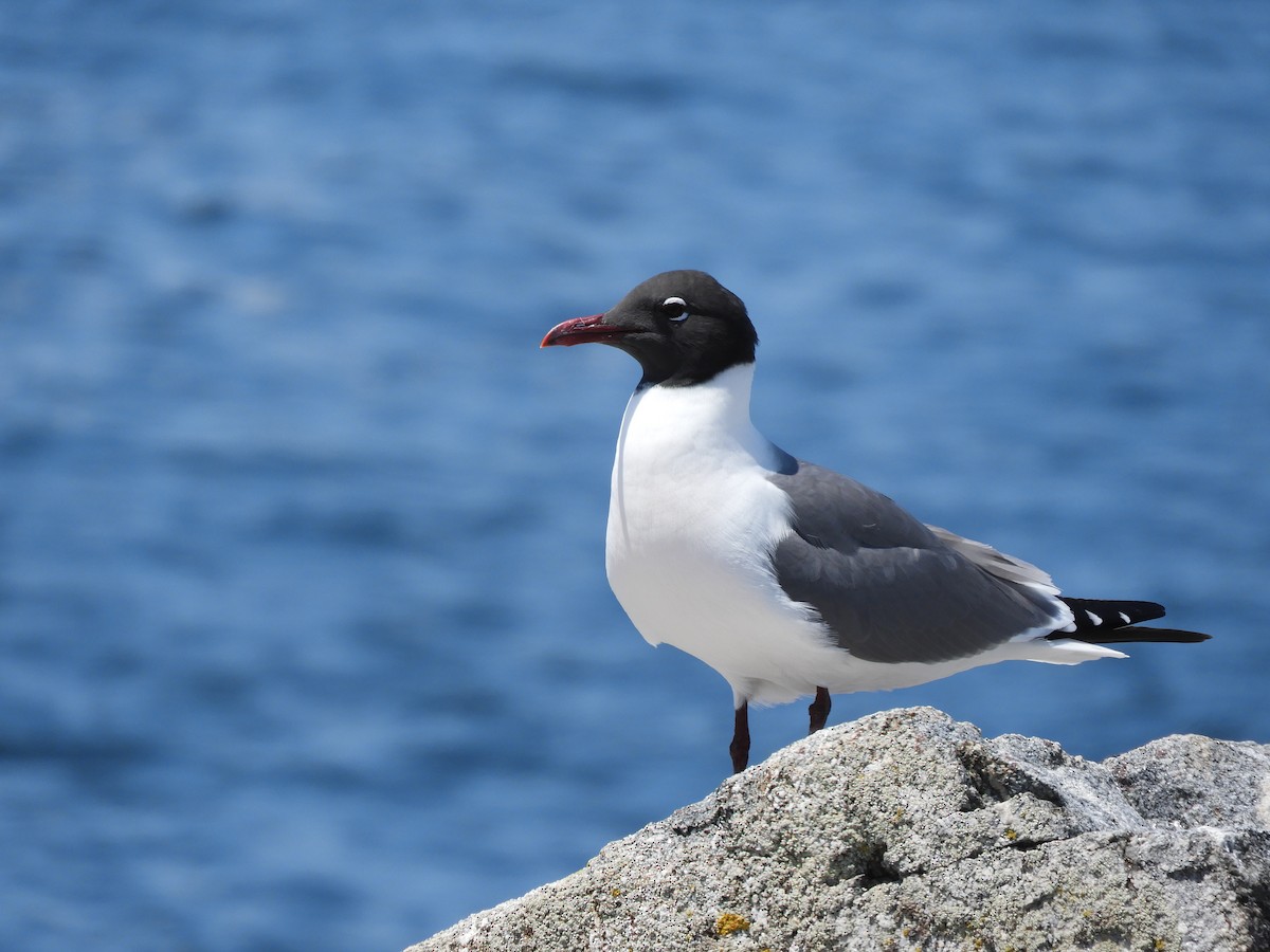 Laughing Gull - ML637166023