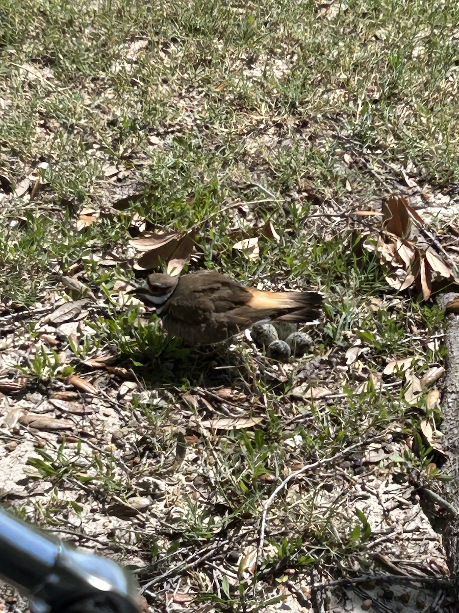 Killdeer - ML637166024