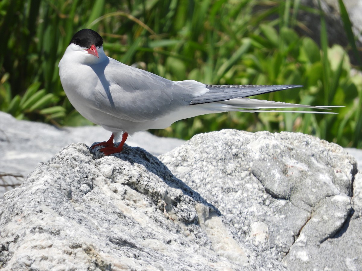 Arctic Tern - ML637166034