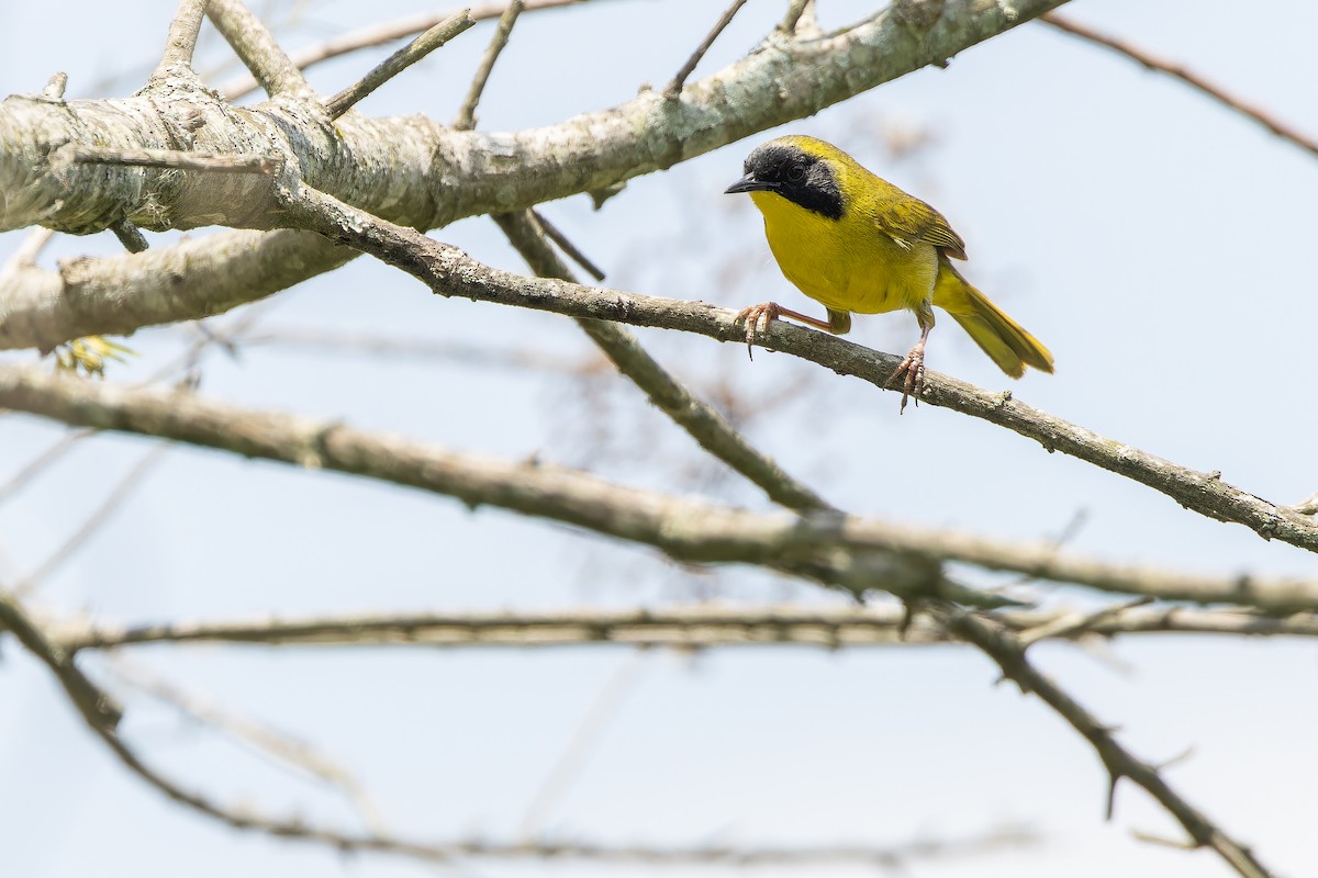 Hooded Yellowthroat - ML637166036