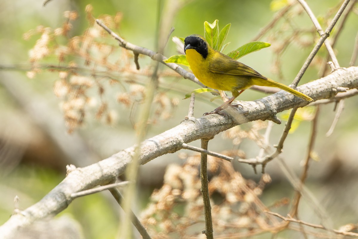 Hooded Yellowthroat - ML637166037