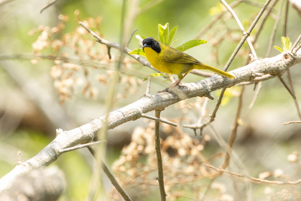 Hooded Yellowthroat - ML637166038
