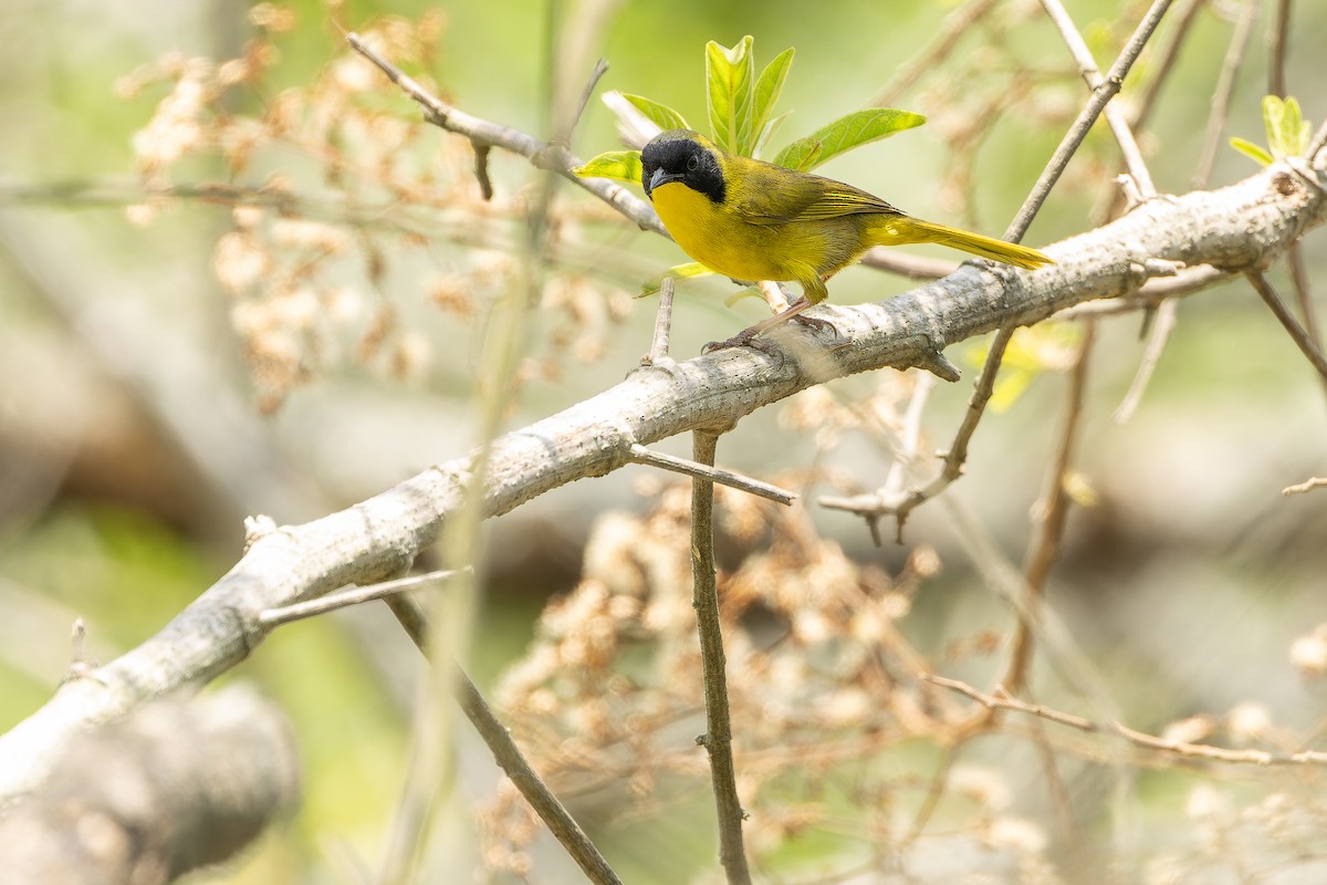 Hooded Yellowthroat - ML637166039