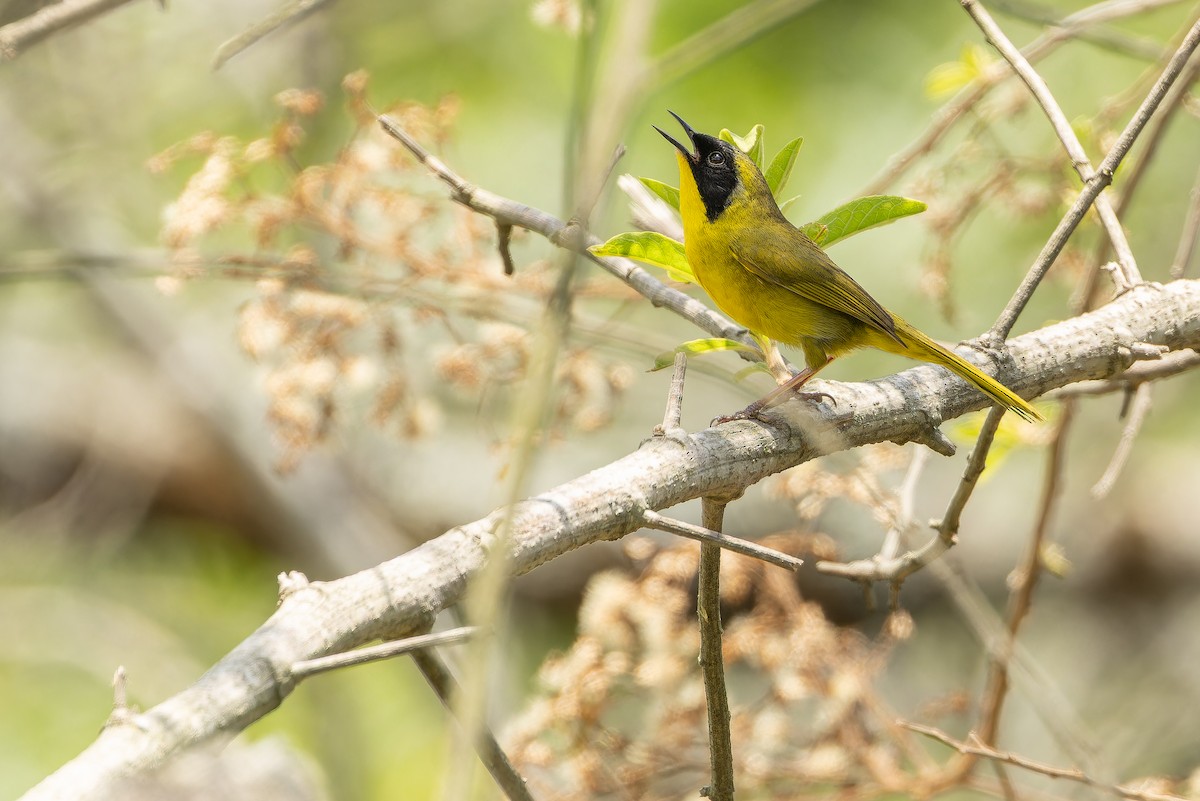 Hooded Yellowthroat - ML637166042
