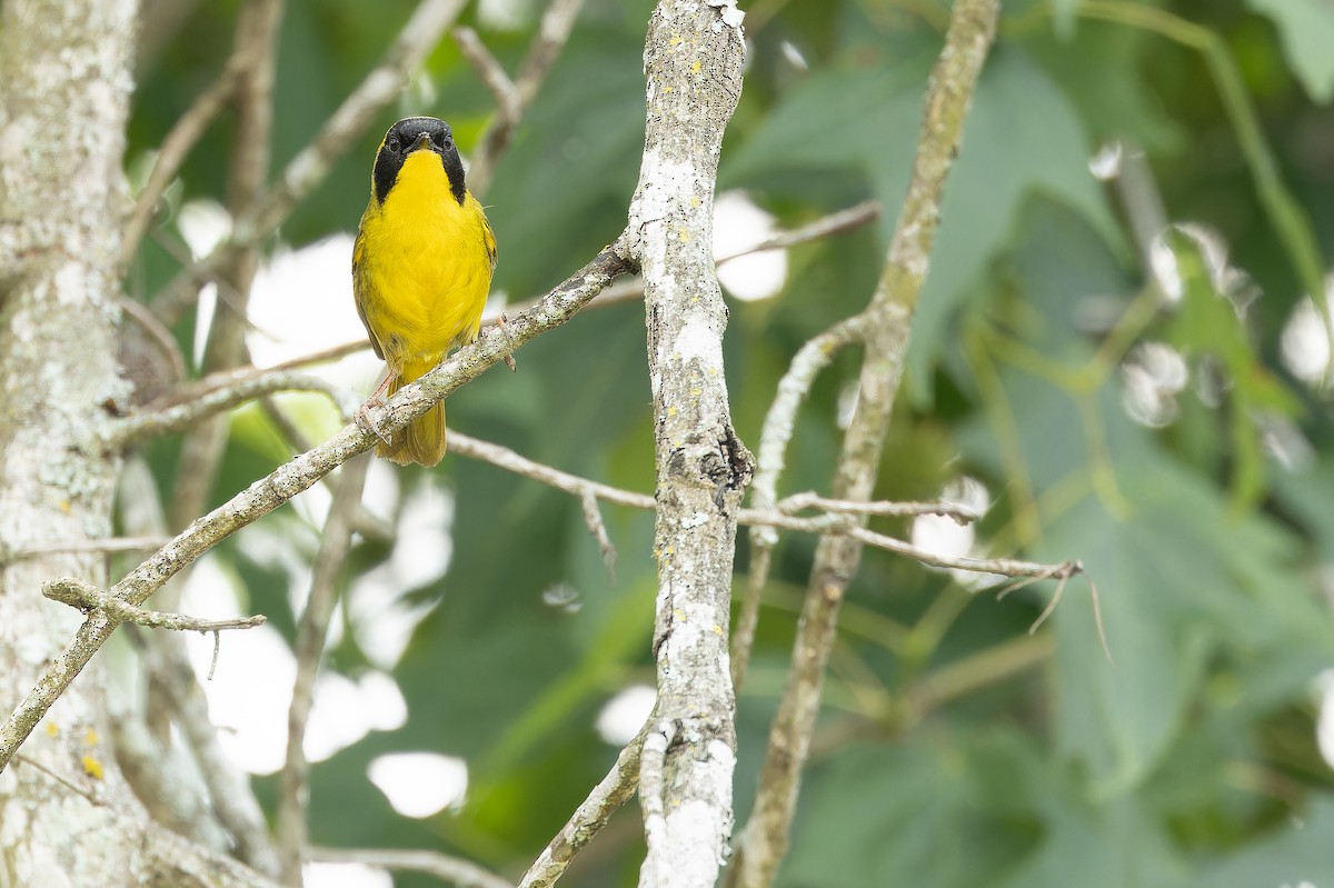 Hooded Yellowthroat - ML637166046