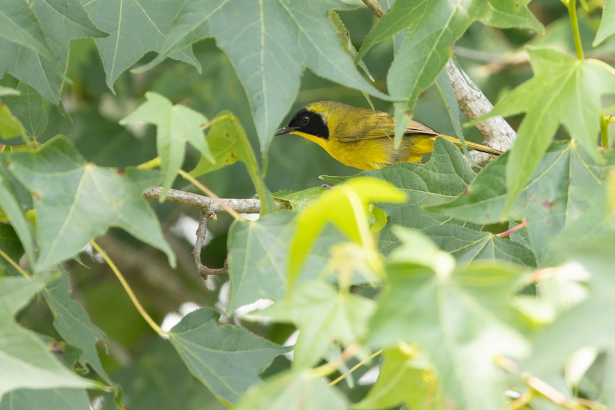 Hooded Yellowthroat - ML637166048