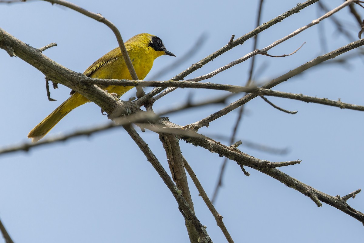 Hooded Yellowthroat - ML637166049